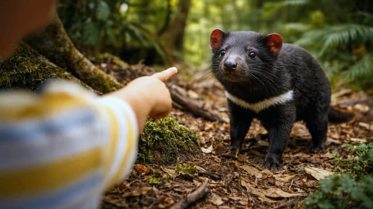 Child pointing at Tasmanian devil